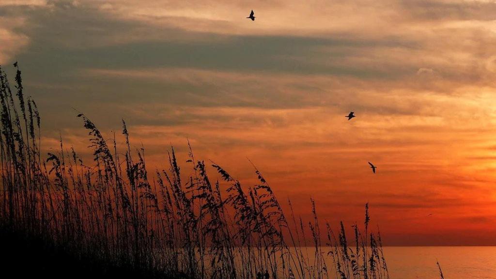 Beach Palms- Unit 102 Clearwater Beach Esterno foto